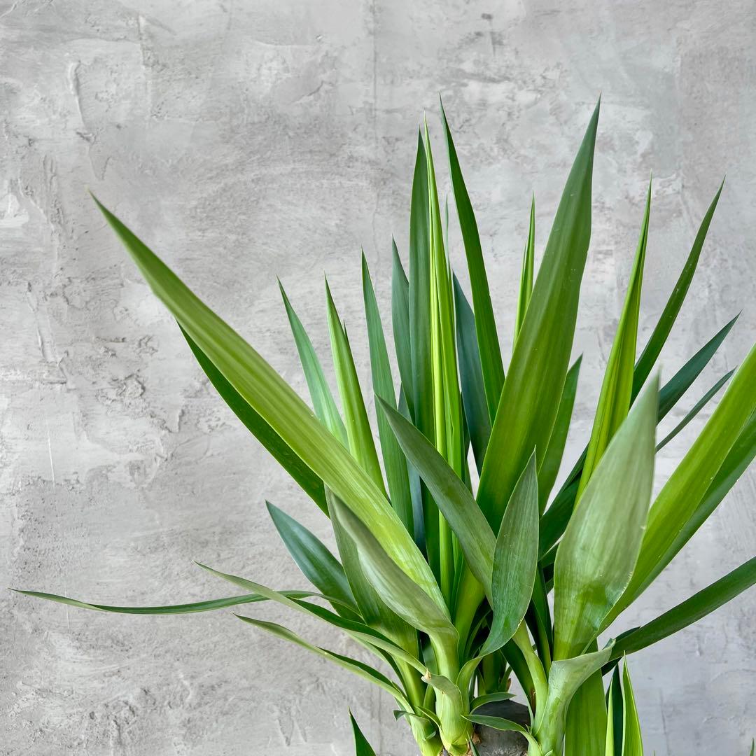 大型　ユッカ　エレファンティペス　青年の木　8号アンティーク陶器鉢　植え込み発送