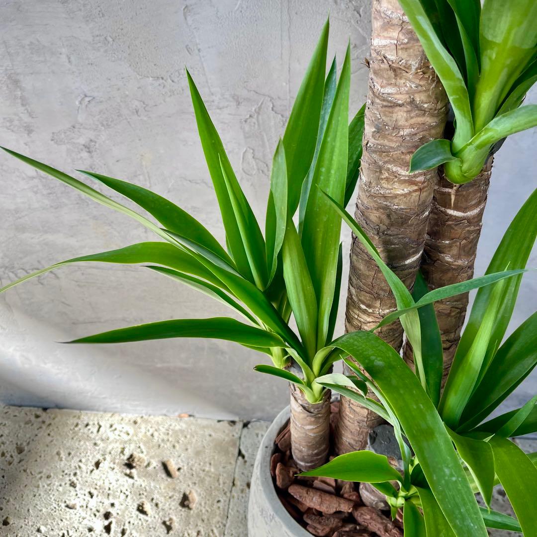 大型　ユッカ　エレファンティペス　青年の木　8号アンティーク陶器鉢　植え込み発送