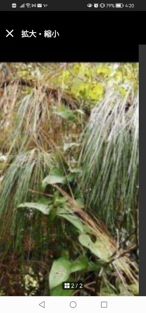 農薬不使用‼️天然大王松/長ーい松葉/3本松葉　100 サイズ箱1杯‼️