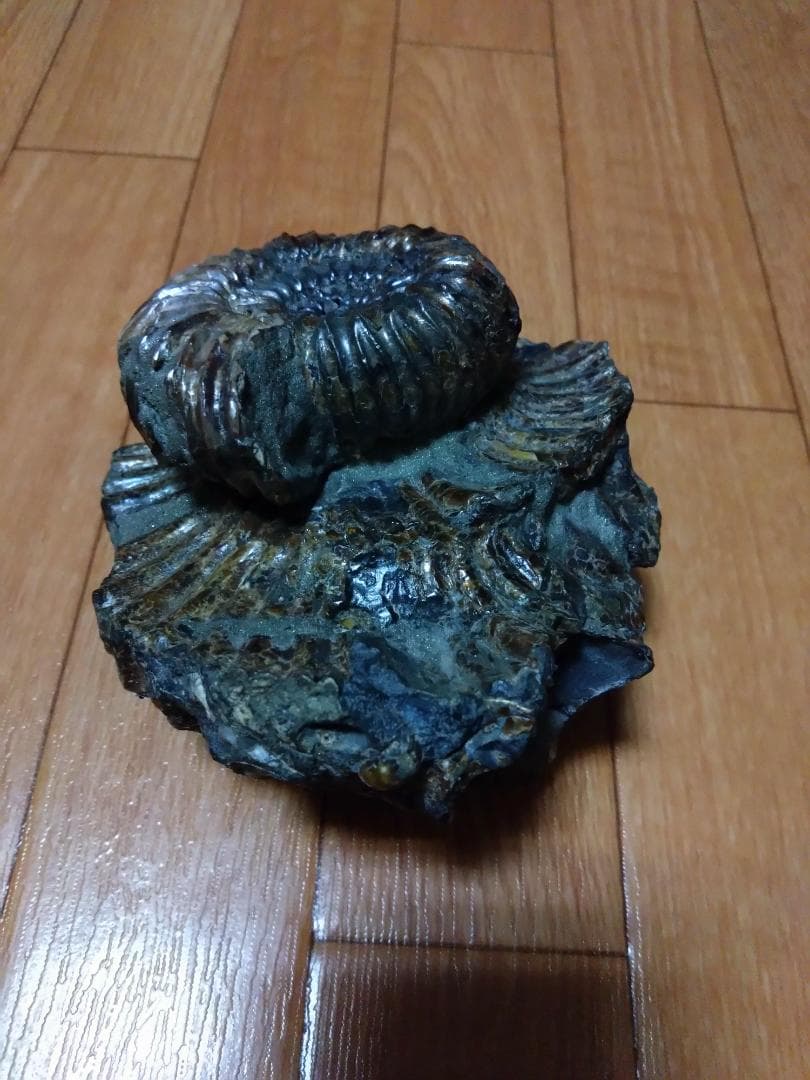 アンモナイト 黄鉄鉱 パイライト ロシア産