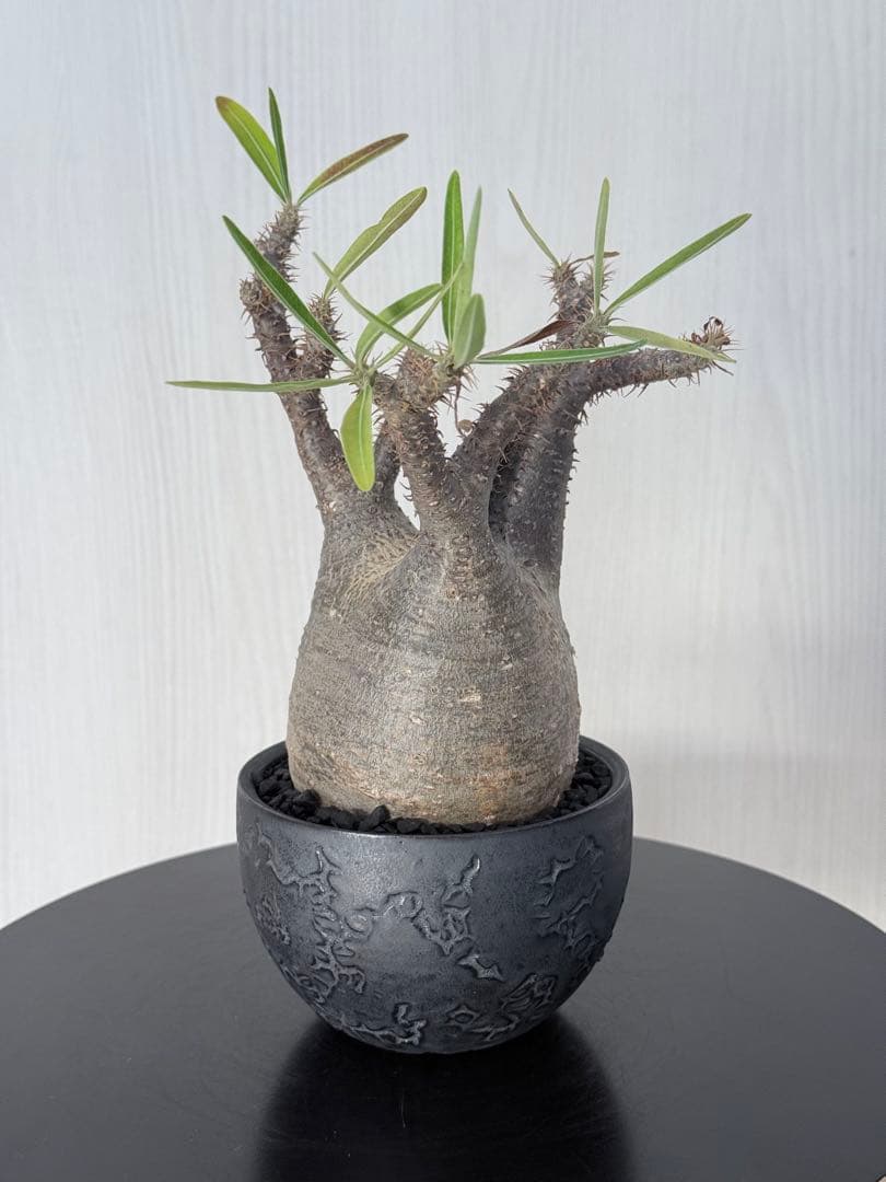 けーパキポディウムグラキリス 現地球