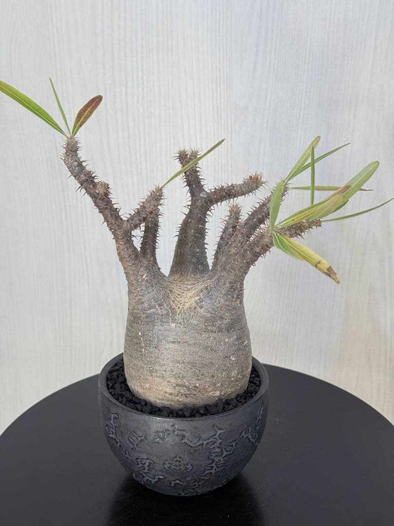 けーパキポディウムグラキリス 現地球