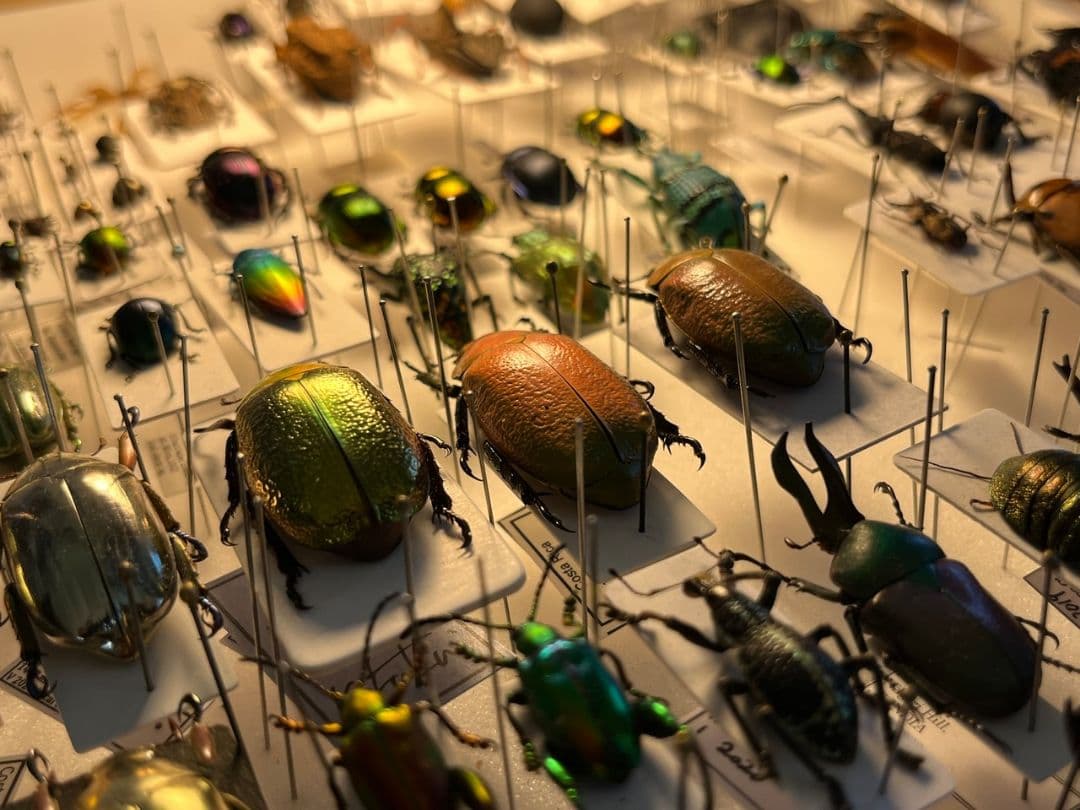 【33mm】ボウカルディプラチナコガネ Chrysina逆光で赤！昆虫標本