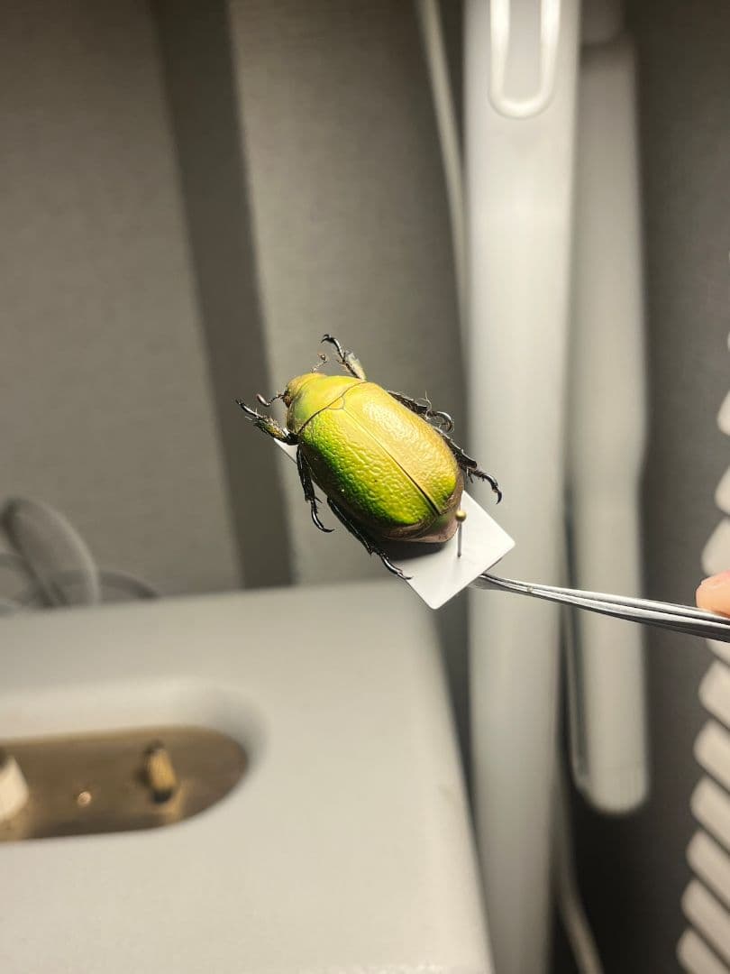 【33mm】ボウカルディプラチナコガネ Chrysina逆光で赤！昆虫標本