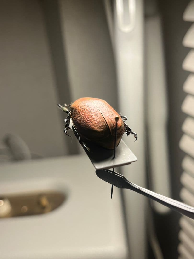 【33mm】ボウカルディプラチナコガネ Chrysina逆光で赤！昆虫標本