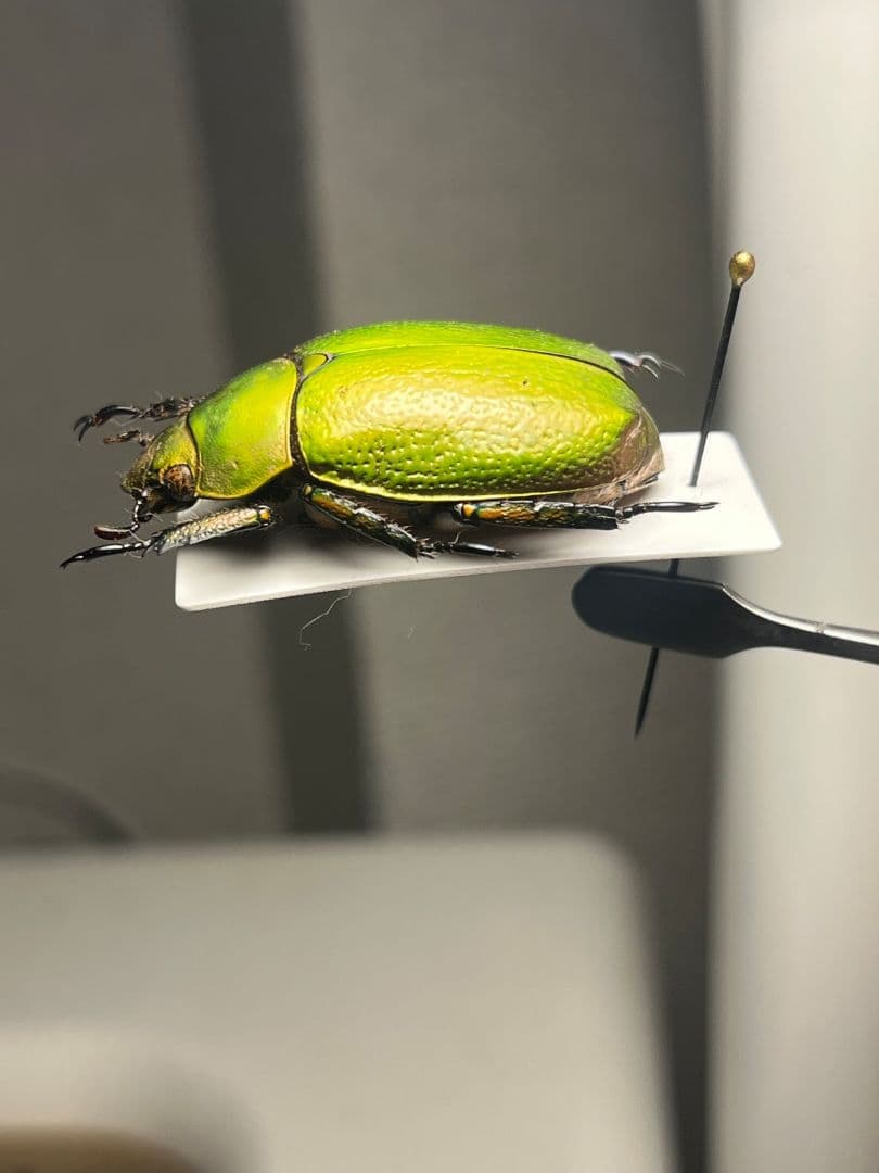 【33mm】ボウカルディプラチナコガネ Chrysina逆光で赤！昆虫標本