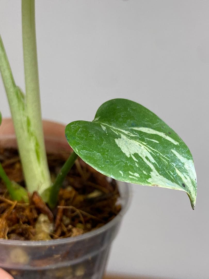 b【美株‼️】モンステラ　デリシオーサ　バルバソー　フシギダネ/ベトシオーサ　希少