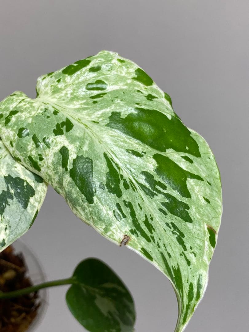 b【美株‼️】モンステラ　デリシオーサ　バルバソー　フシギダネ/ベトシオーサ　希少