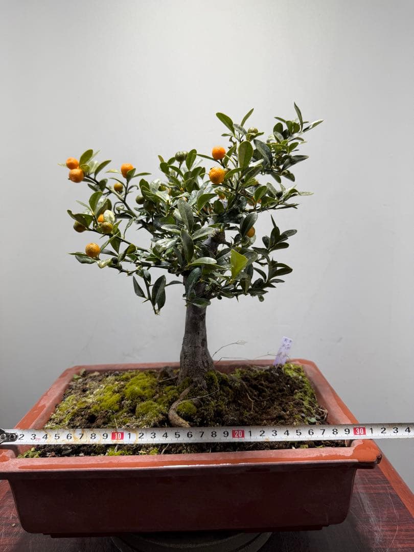 【ガチ盆栽】金豆　キンズ　太幹