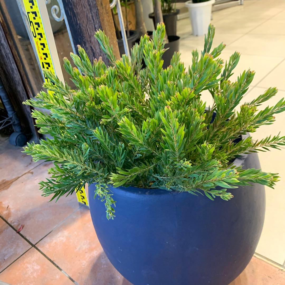 アカシア テレサ ファイバー鉢