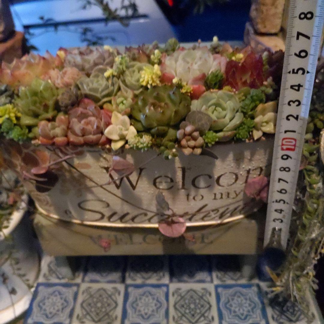 多肉植物 ♡そのまま飾れる寄せ植え♡