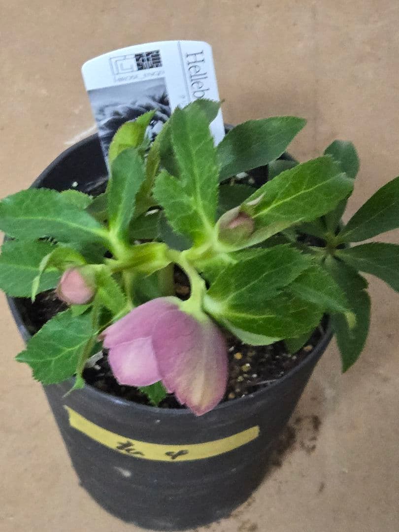 ☆広瀬園芸☆クリスマスローズ☆ブラック☆5号鉢☆