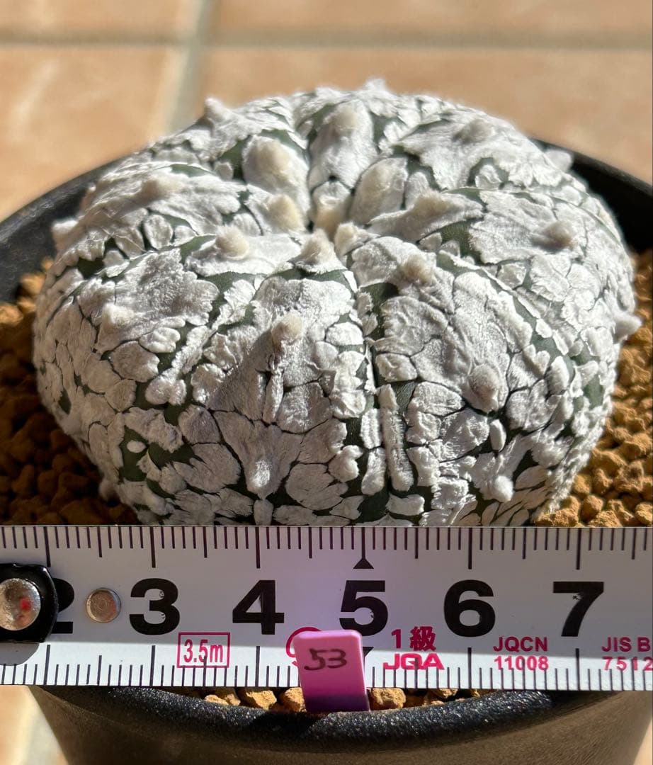 アストロフィツム　スーパー兜