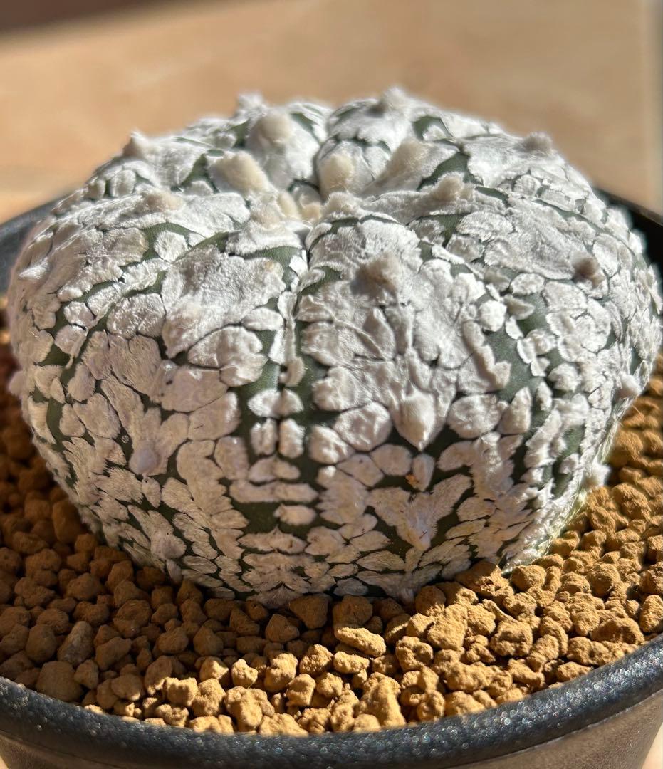 アストロフィツム　スーパー兜