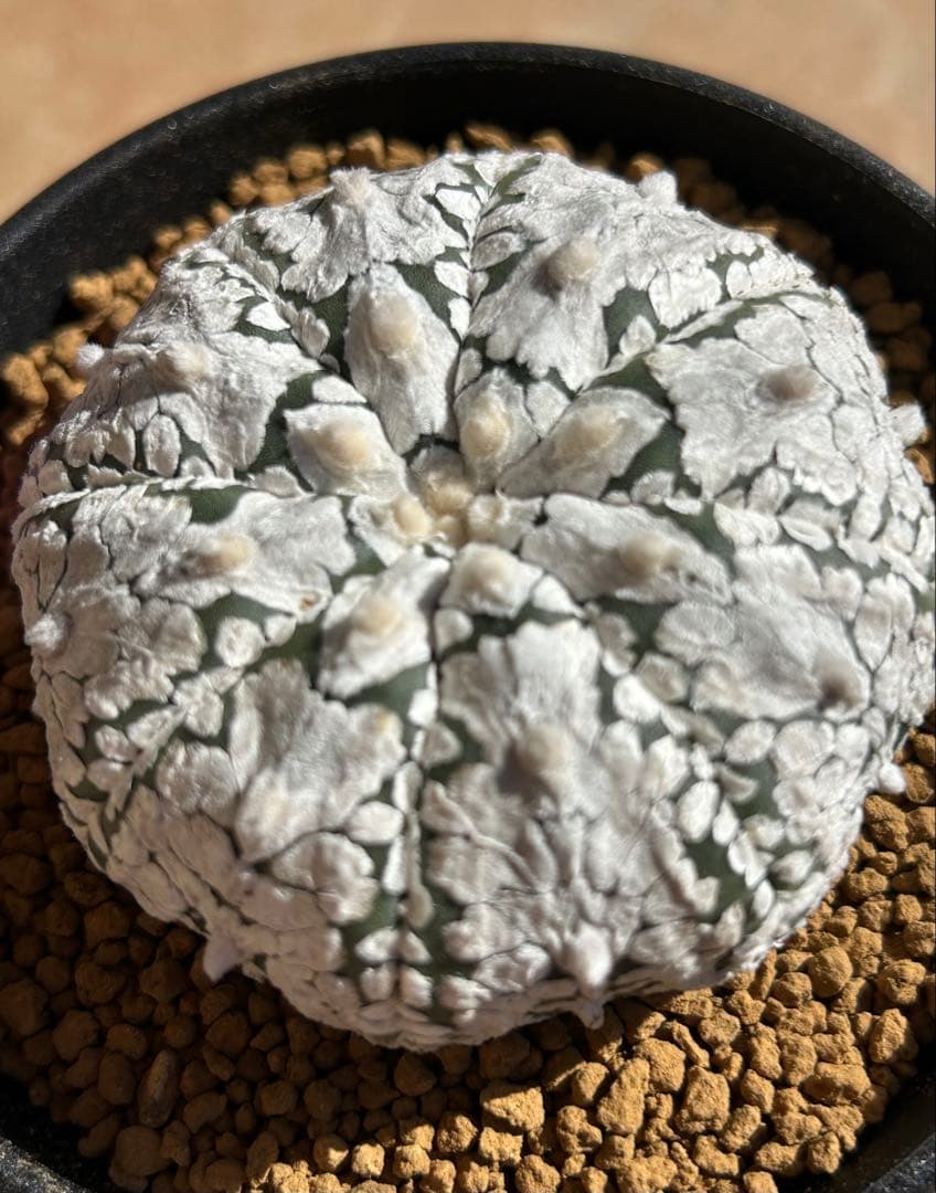 アストロフィツム　スーパー兜