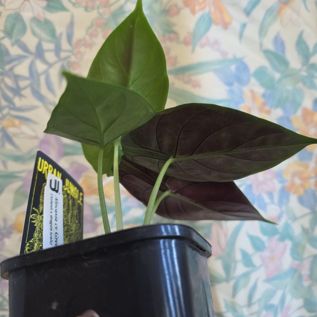 アロカシアグリーンユニコーン