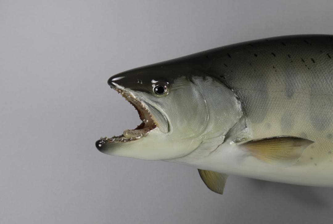 ヤマメの剥製　46ｃｍ　剥製魚