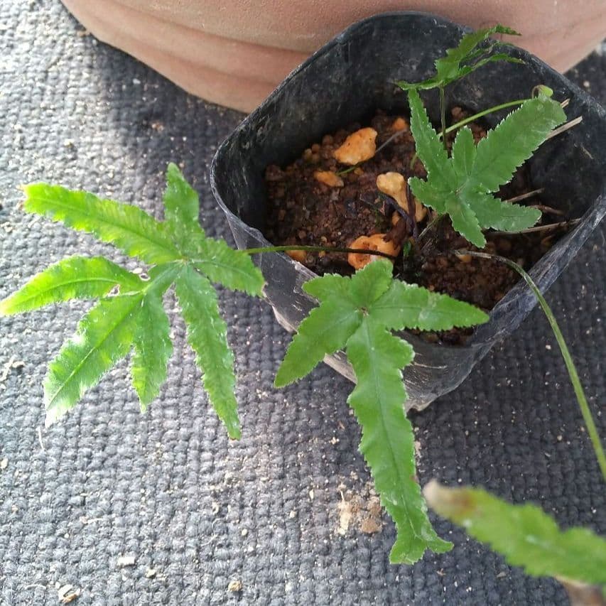 ワケアリ 小② 品種不明シダ