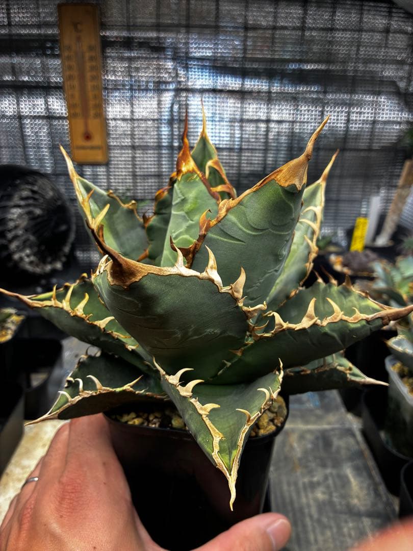 AGAVE TITANOTA GODZILLA ゴジラ OC株