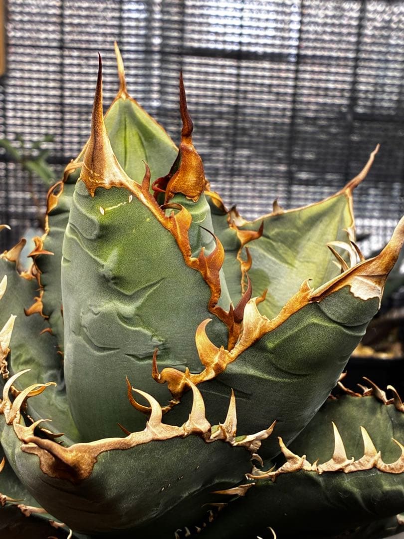 AGAVE TITANOTA GODZILLA ゴジラ OC株