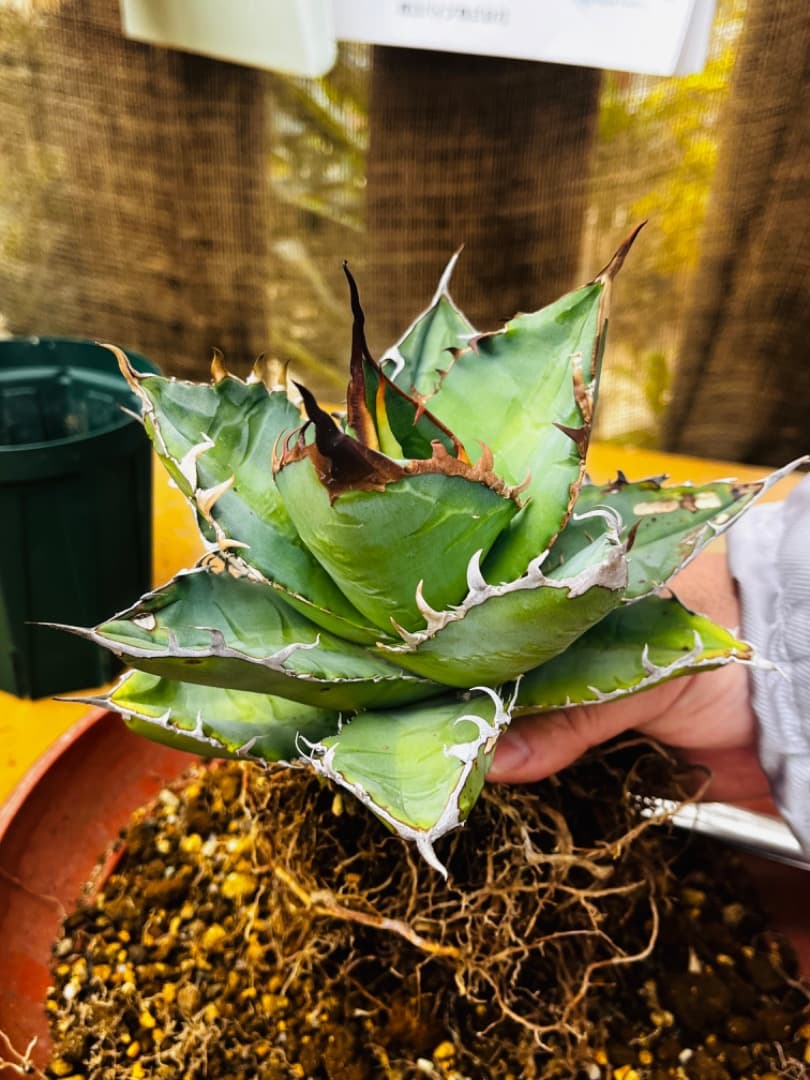 AGAVE TITANOTA GODZILLA ゴジラ OC株