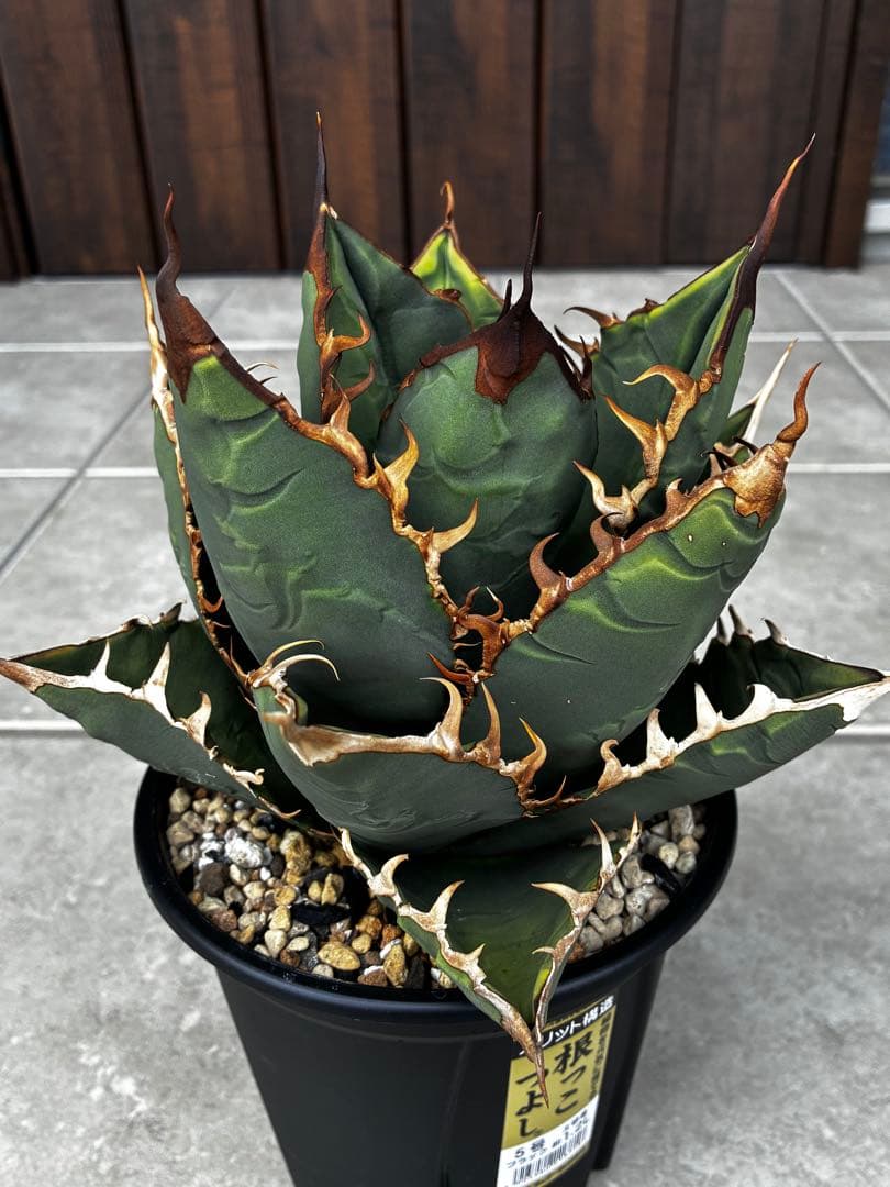 AGAVE TITANOTA GODZILLA ゴジラ OC株