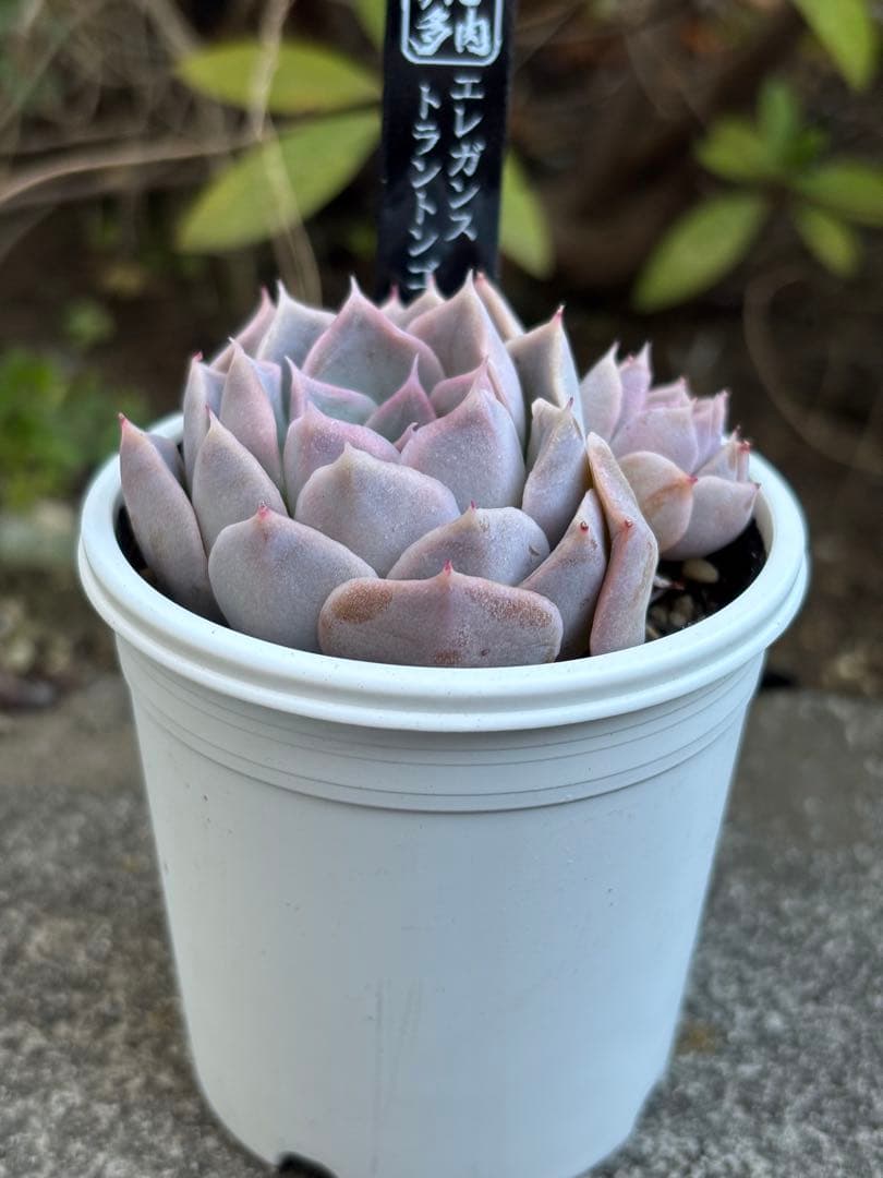 超希少 AJIさん苗 エレガンストラントンゴ 2頭株 札付き 多肉植物