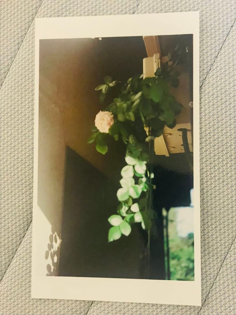 Zeiss Ikon Ikonta 520/2 最上位機種 完動品 美品