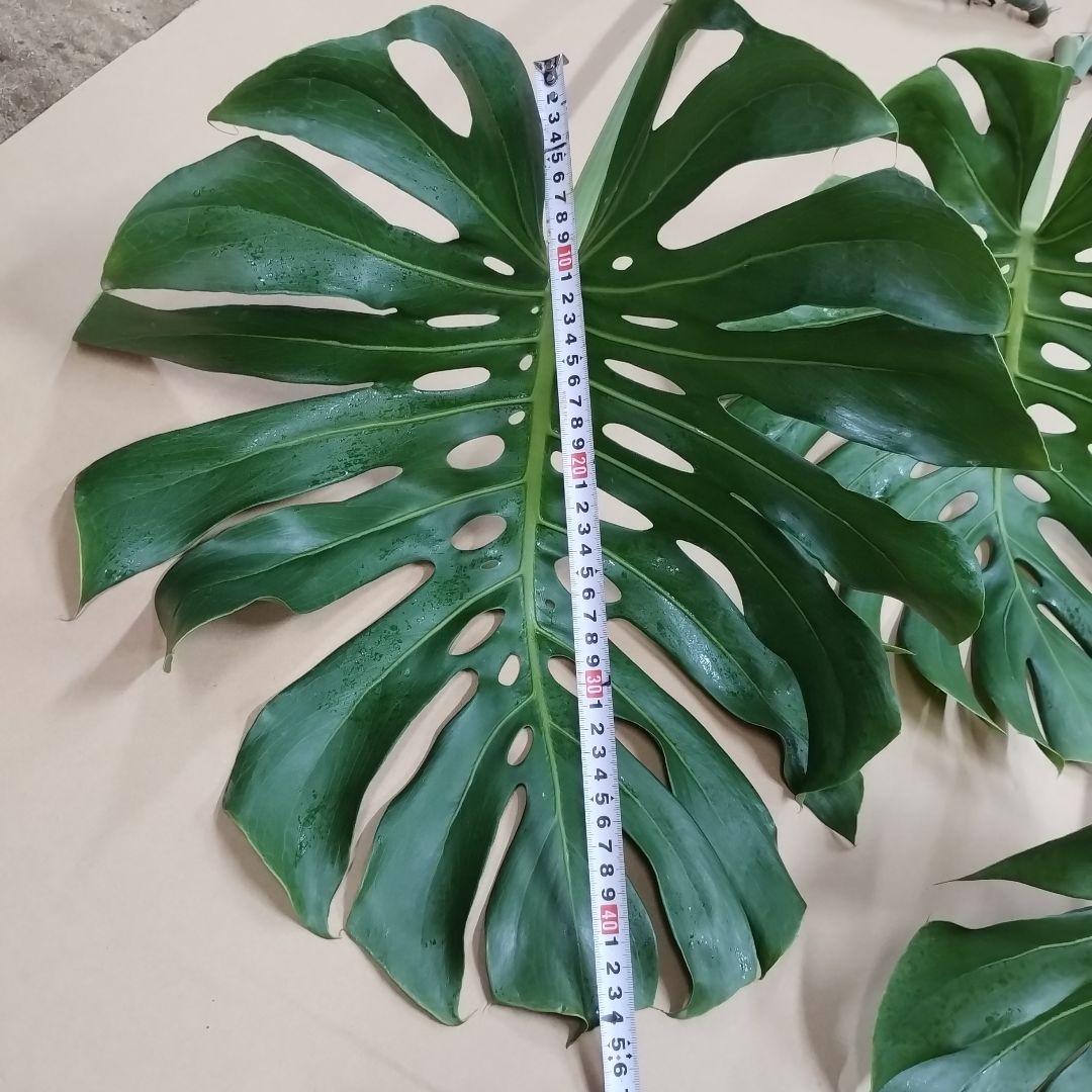 モンステラ　観葉植物 3枚セット
