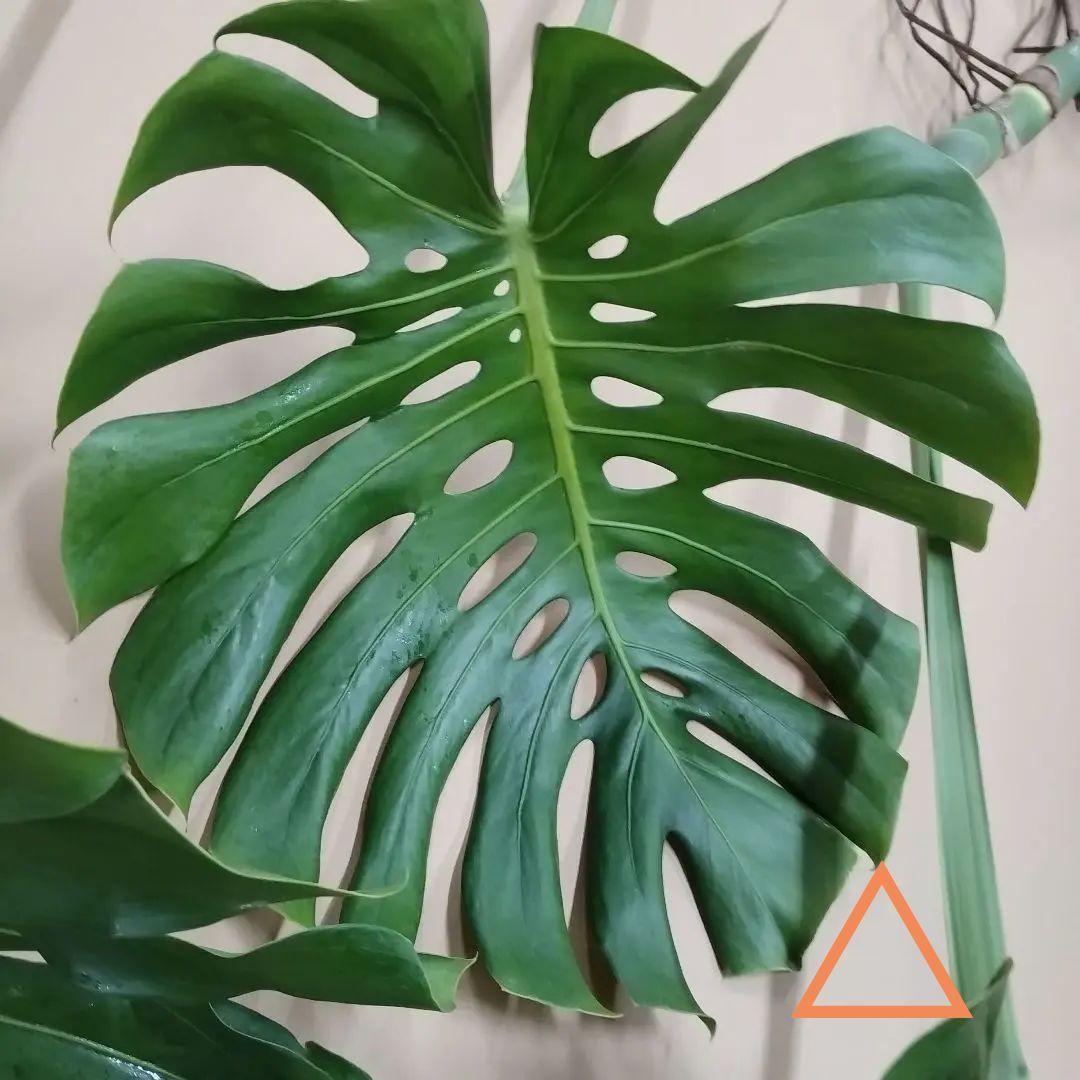 モンステラ　観葉植物 3枚セット