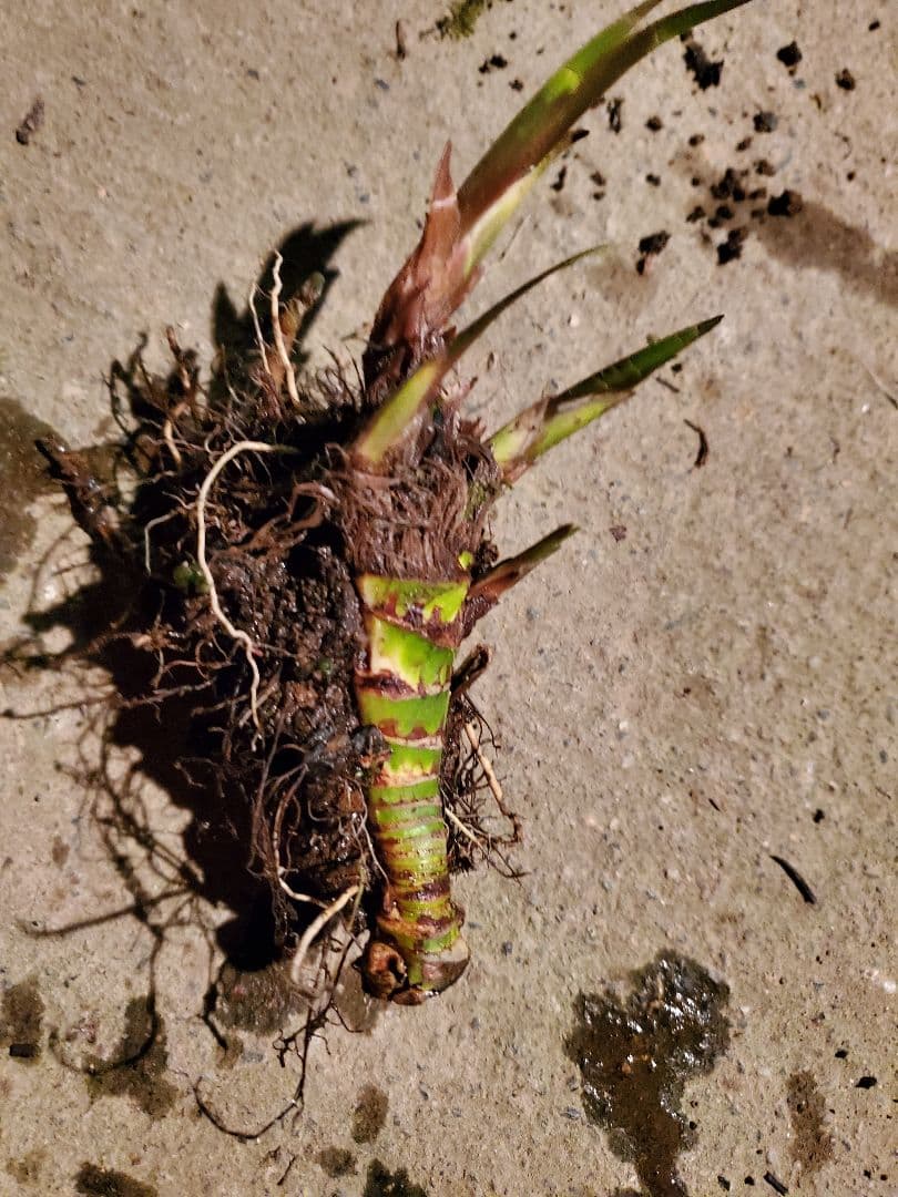 Neko様　売約済みです。耐寒宿根草　菖蒲湯用の菖蒲です。　22-4(5)