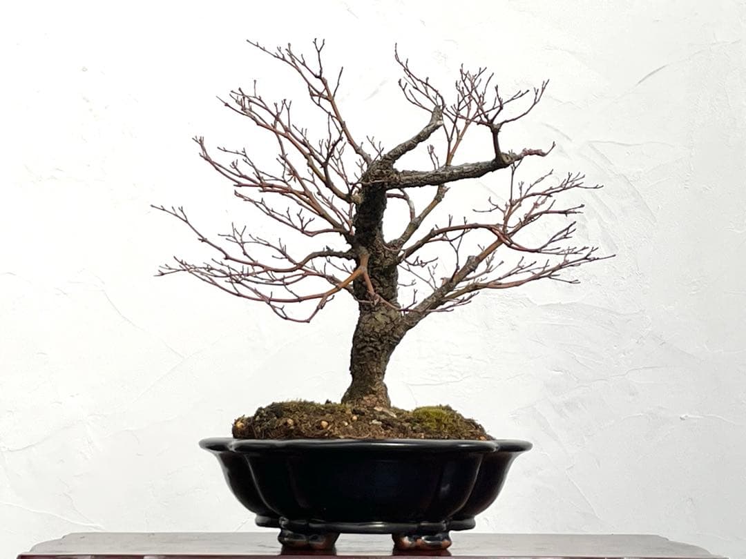 三河盆栽　荒皮もみじ　盆栽