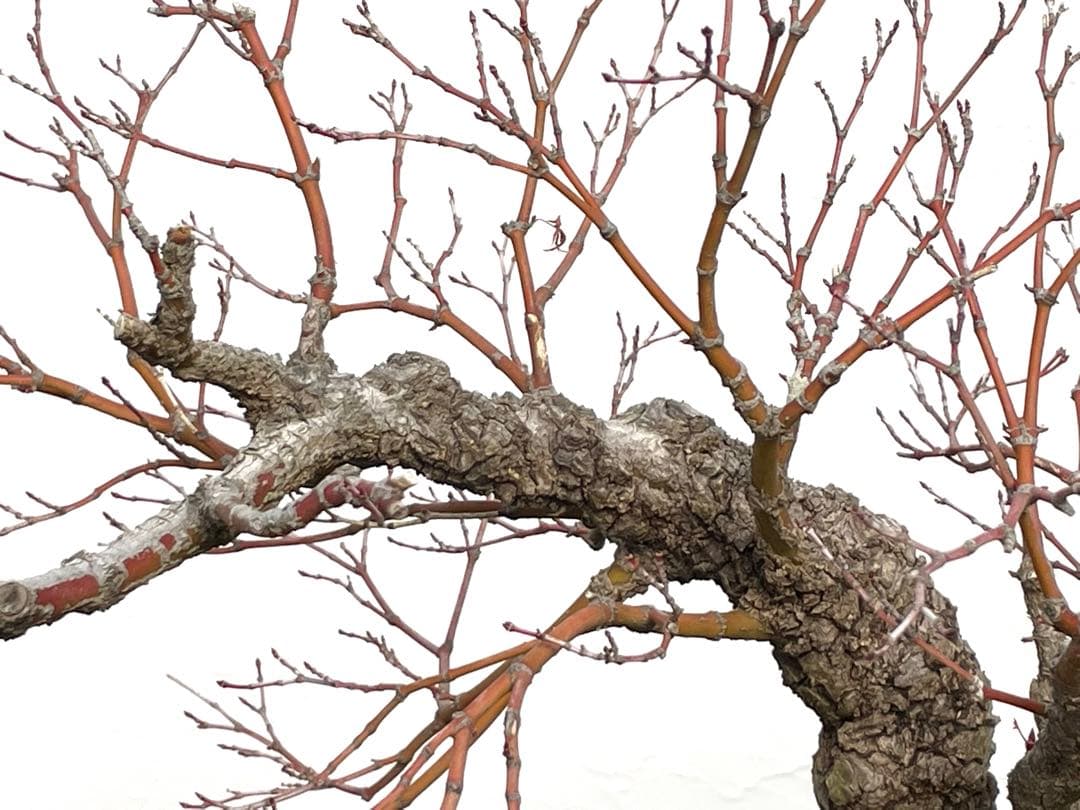 三河盆栽　荒皮もみじ　盆栽