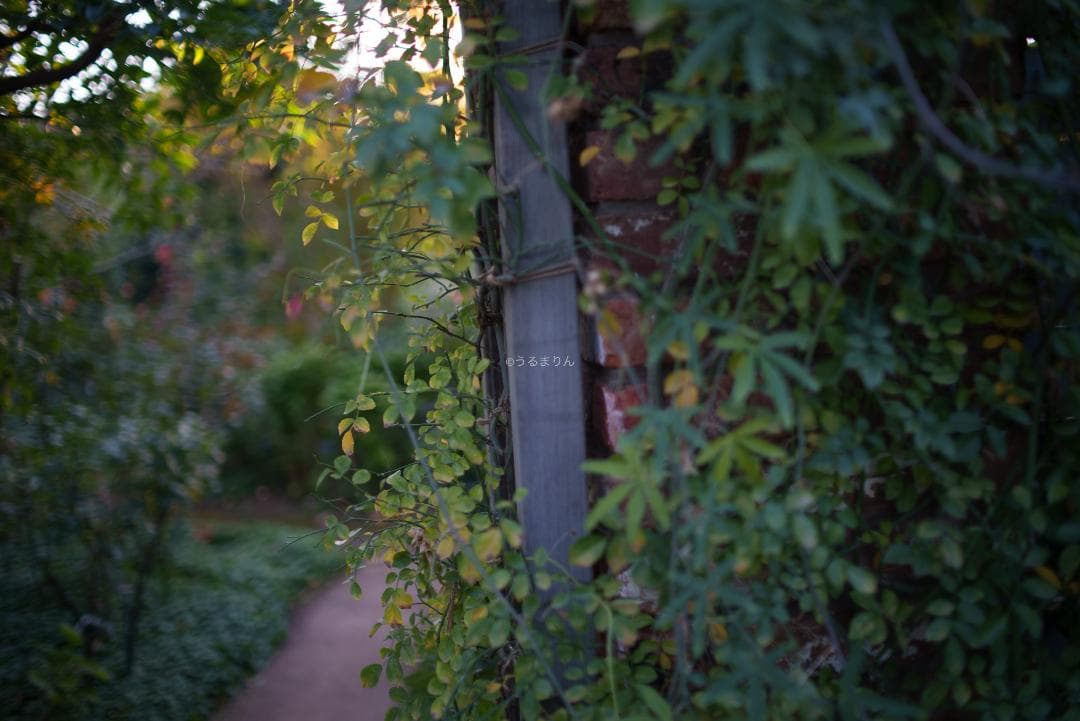 弩級の広角F1.4！Distagon 35mm F1.4 AEG