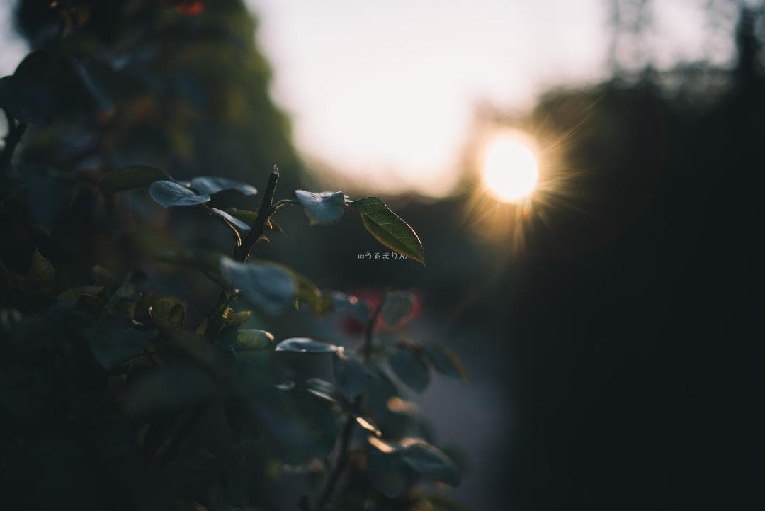 弩級の広角F1.4！Distagon 35mm F1.4 AEG