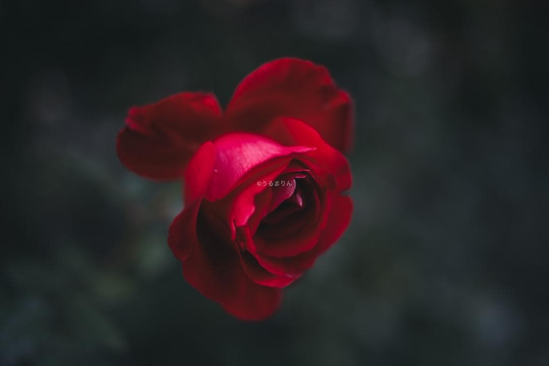 弩級の広角F1.4！Distagon 35mm F1.4 AEG