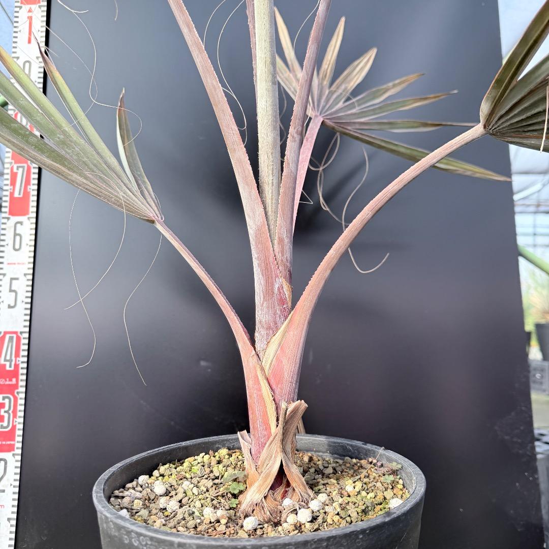 【AL1140】ビスマルキア　ノビリス　シルバー