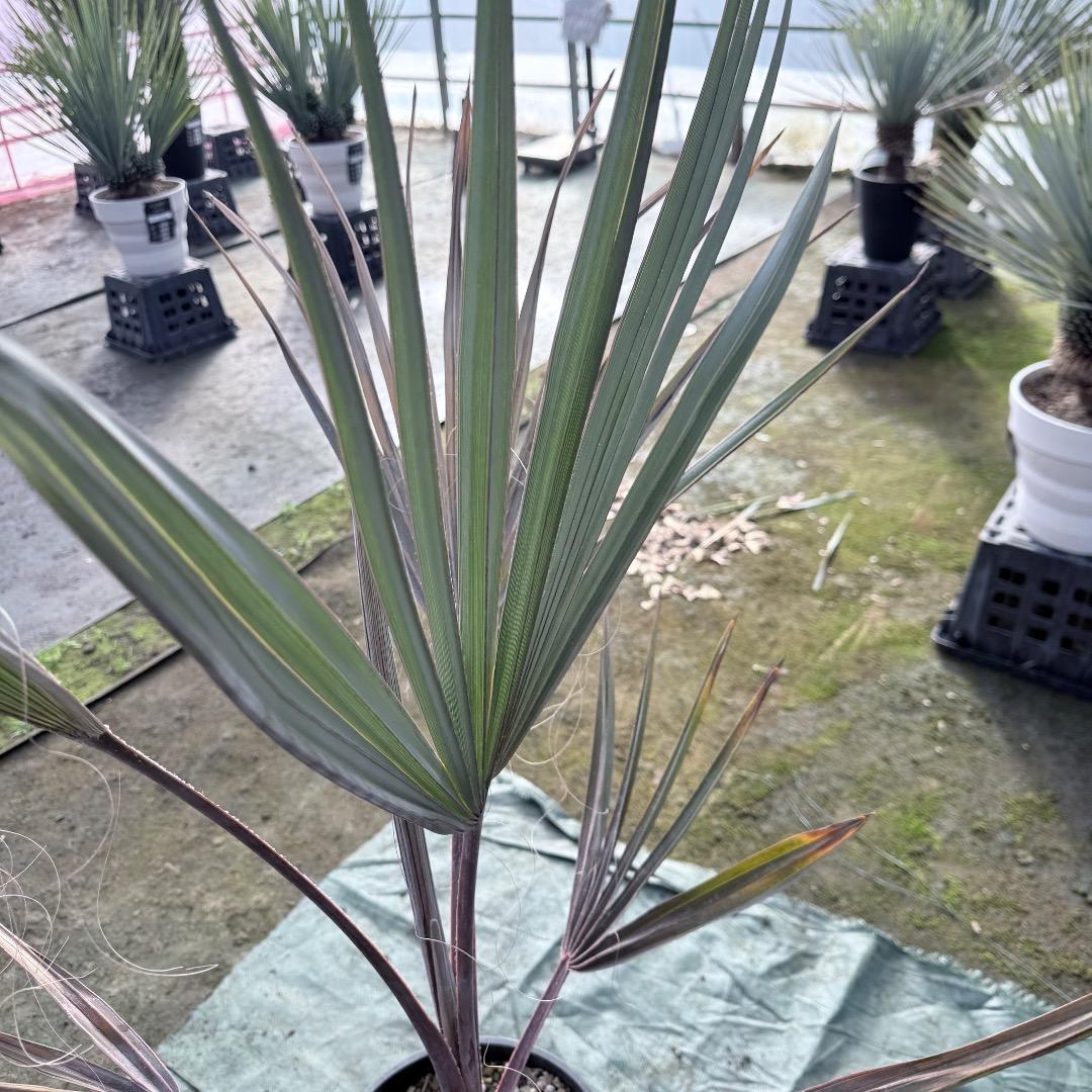 【AL1140】ビスマルキア　ノビリス　シルバー