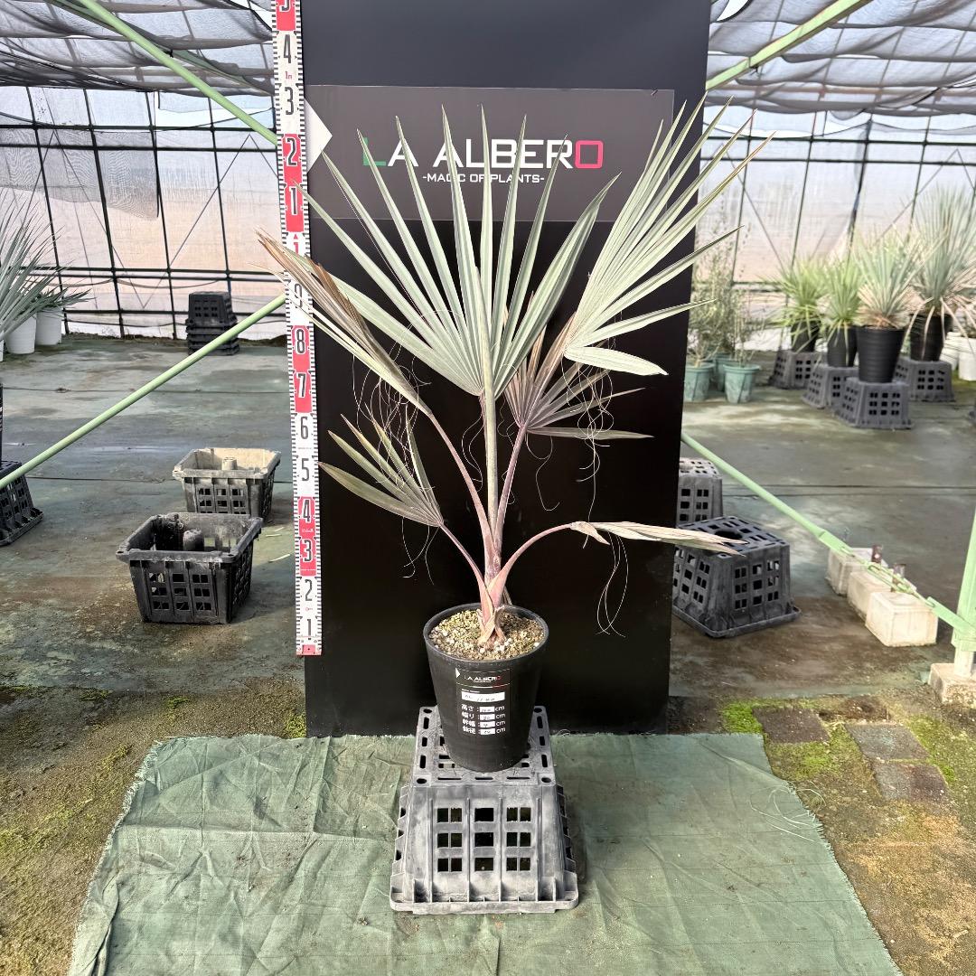 【AL1140】ビスマルキア　ノビリス　シルバー