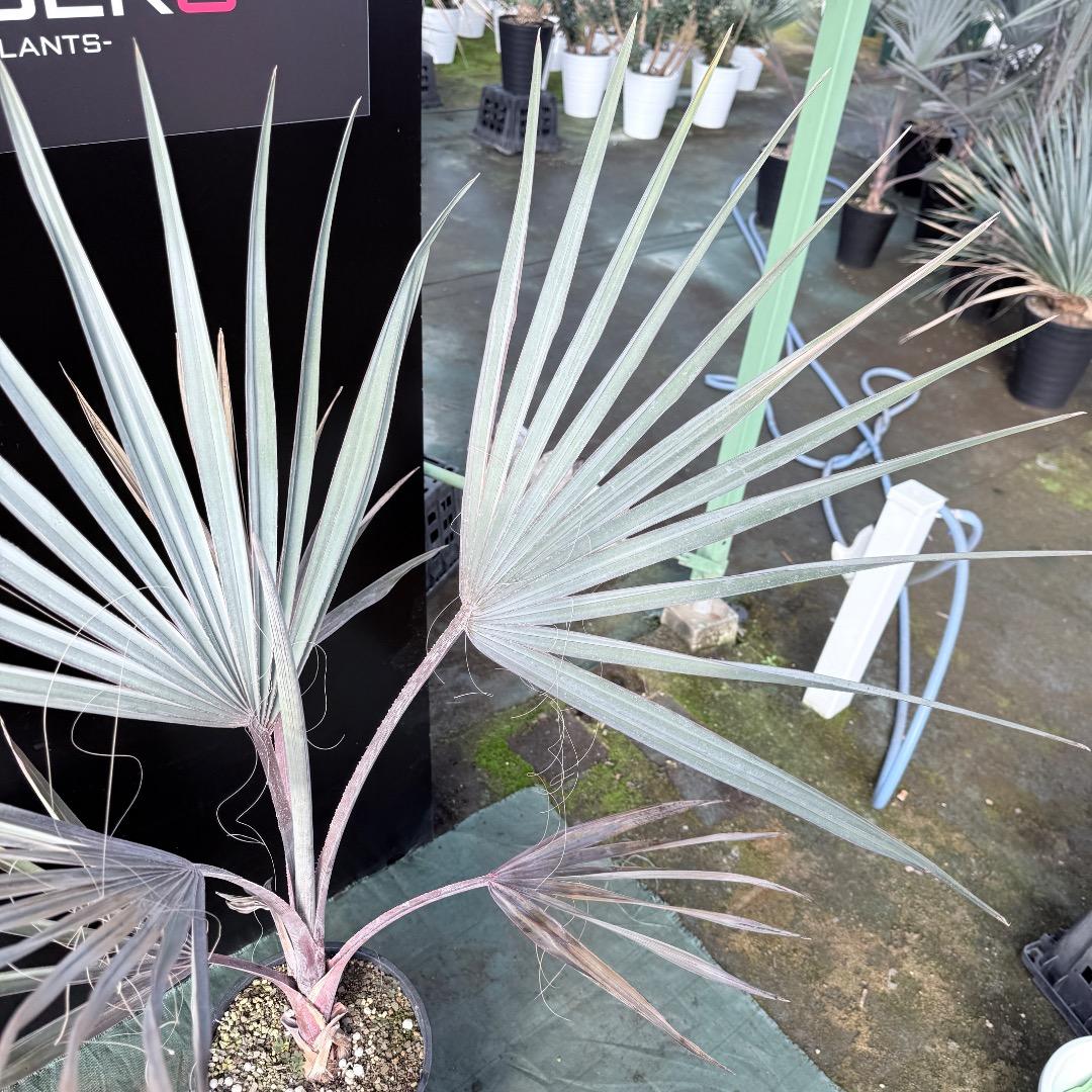 【AL1140】ビスマルキア　ノビリス　シルバー