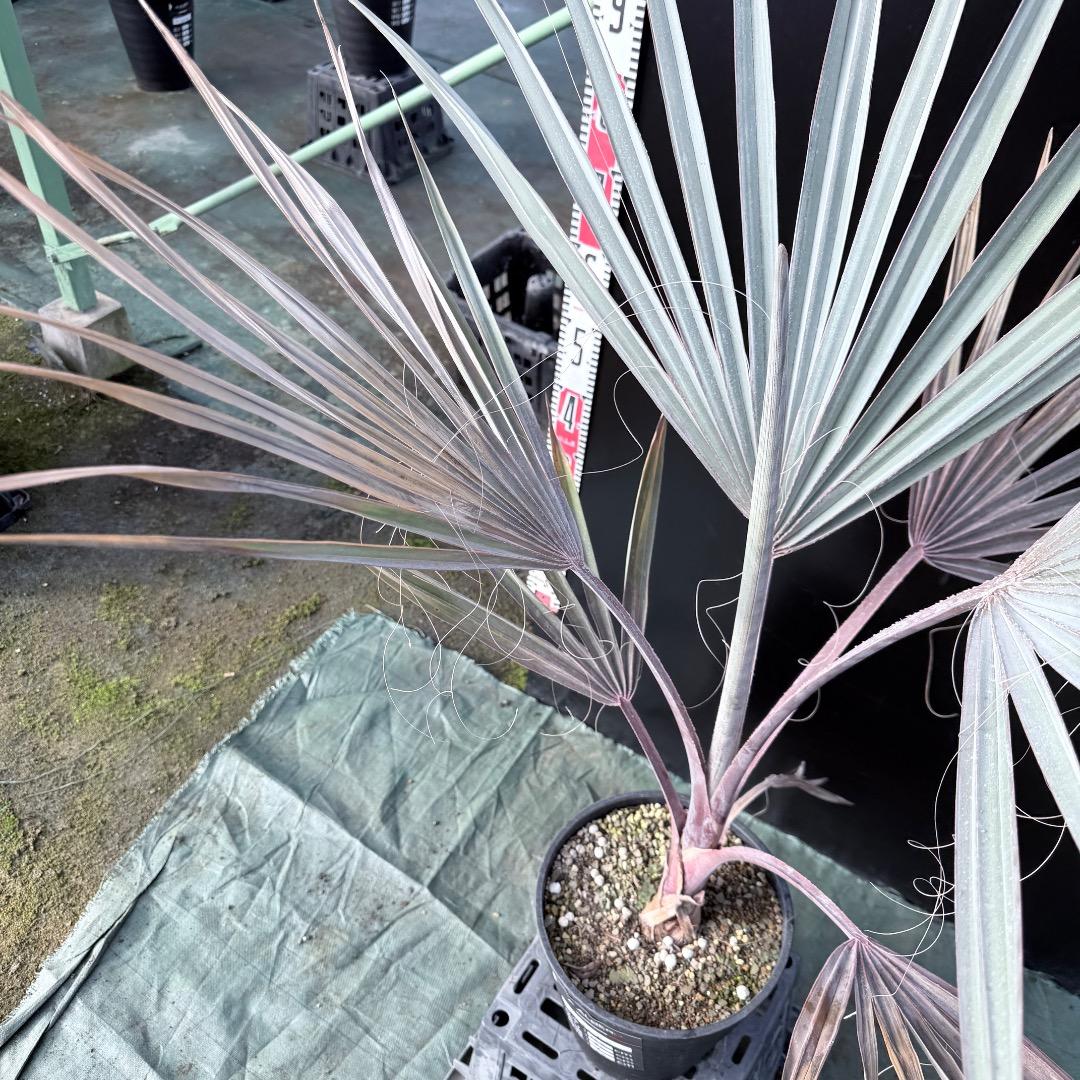 【AL1140】ビスマルキア　ノビリス　シルバー