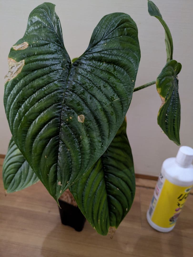 Philodendron furcatum フィロデンドロン　レア品種