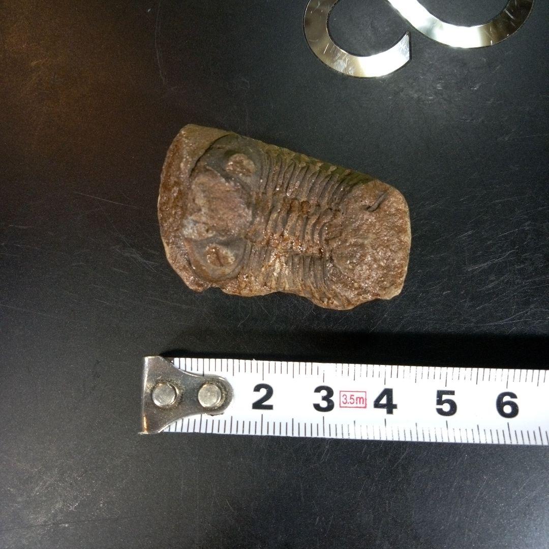 三葉虫　化石　fossil　ボリビア産　trilobite　ノジュール判別⑨