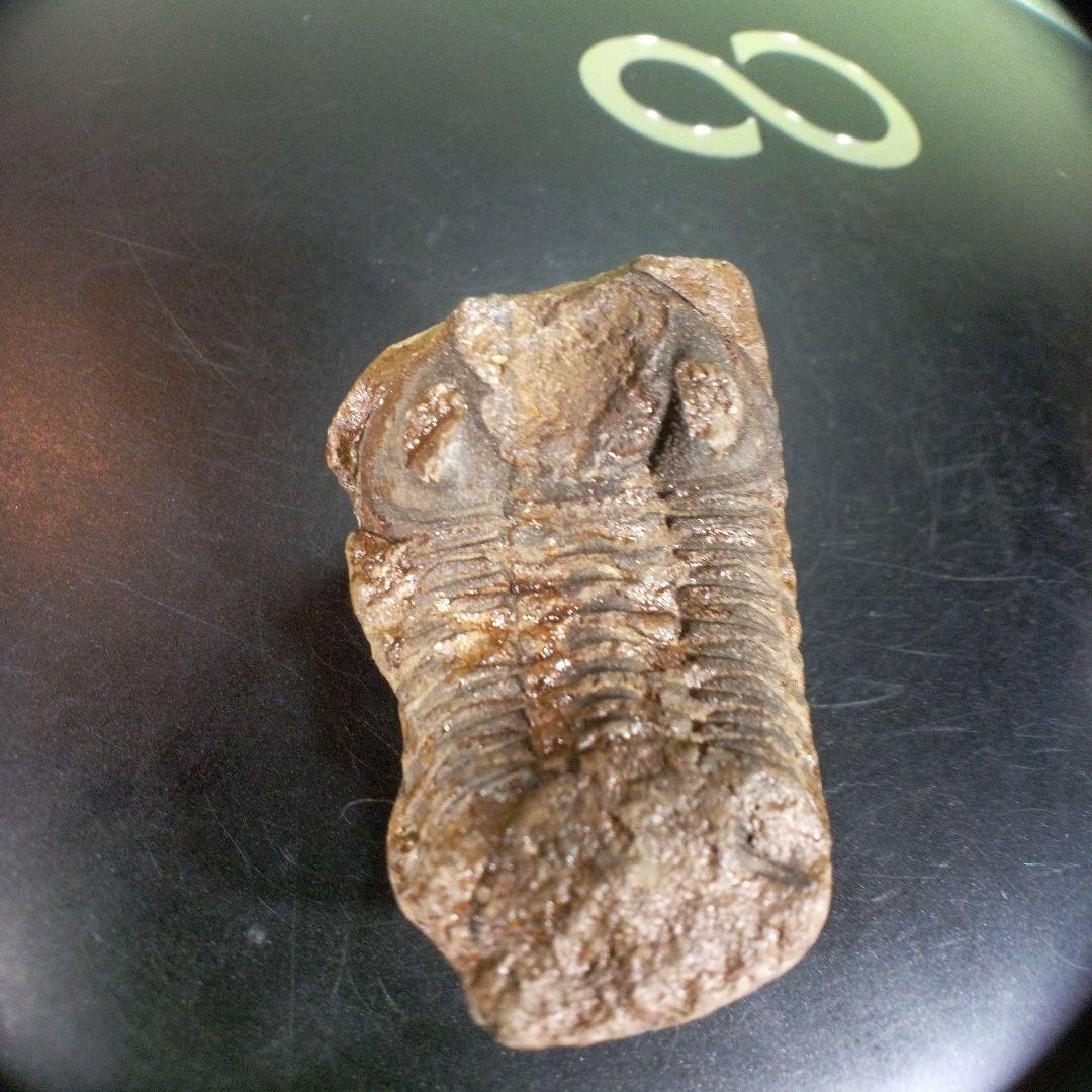 三葉虫　化石　fossil　ボリビア産　trilobite　ノジュール判別⑨