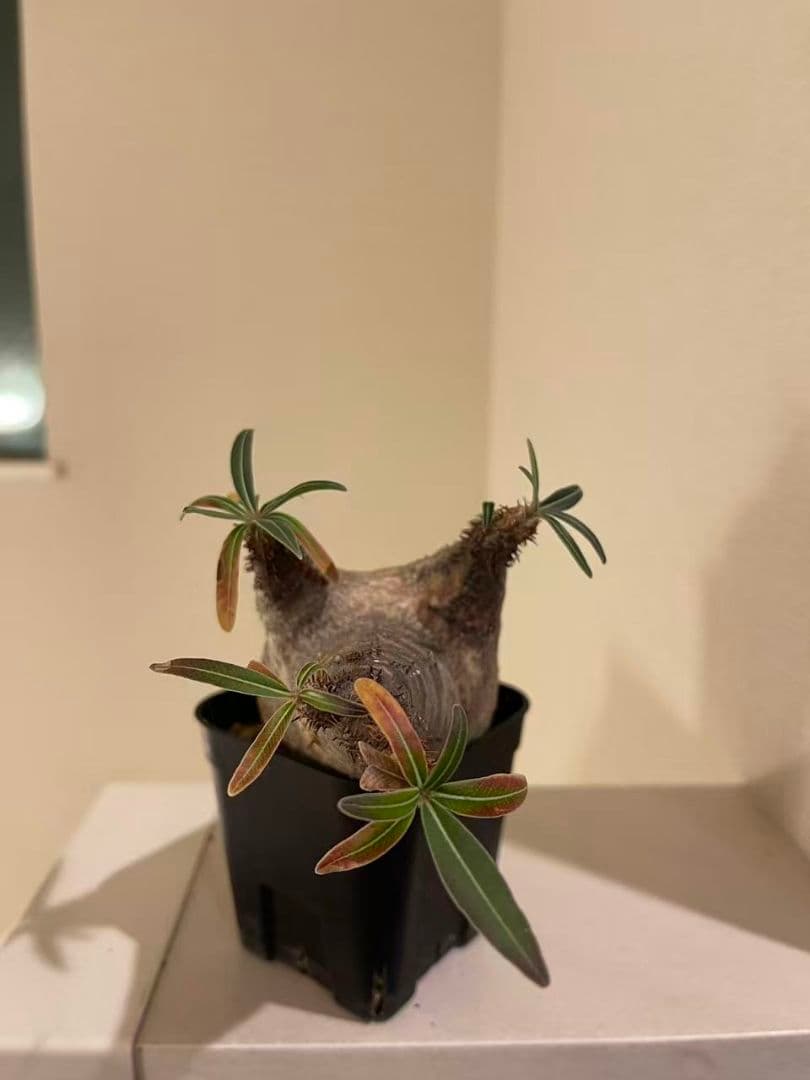 パキポディウム　グラキリス　現地株　発根済み　発根管理してから半年間