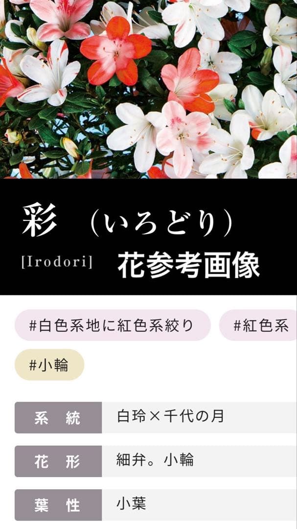 皐月盆栽　彩　根上がり　小品盆栽　根芸　花芽あり　(検索用　サツキ、花物)