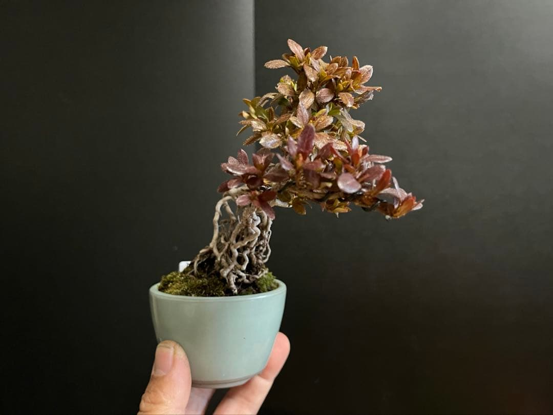 皐月盆栽　彩　根上がり　小品盆栽　根芸　花芽あり　(検索用　サツキ、花物)