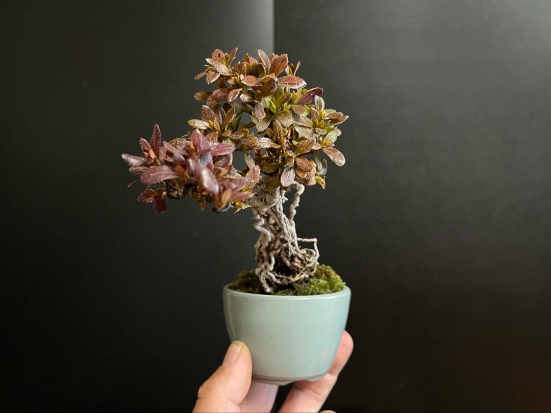 皐月盆栽　彩　根上がり　小品盆栽　根芸　花芽あり　(検索用　サツキ、花物)