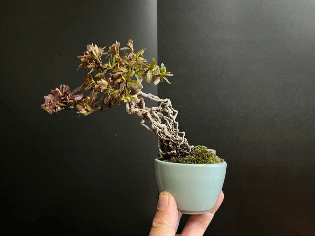 皐月盆栽　彩　根上がり　小品盆栽　根芸　花芽あり　(検索用　サツキ、花物)