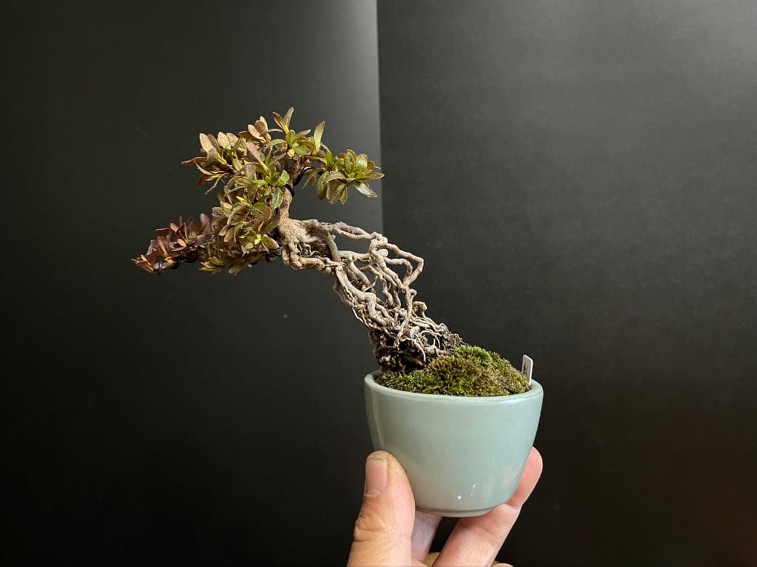 皐月盆栽　彩　根上がり　小品盆栽　根芸　花芽あり　(検索用　サツキ、花物)